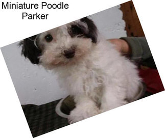 Miniature Poodle Parker