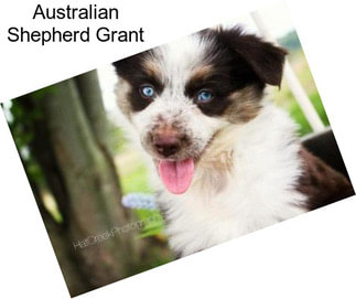 Australian Shepherd Grant