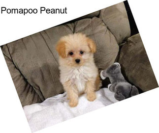 Pomapoo Peanut