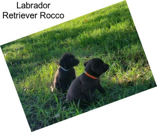 Labrador Retriever Rocco