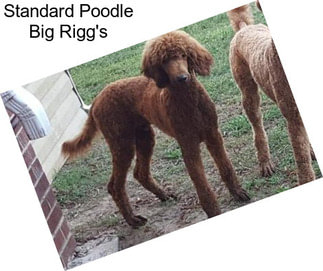 Standard Poodle Big Rigg\'s