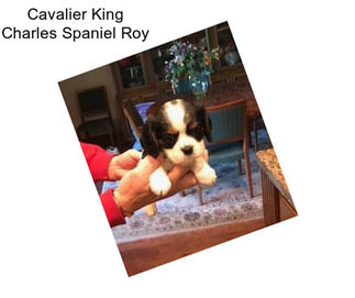 Cavalier King Charles Spaniel Roy