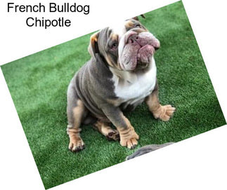 French Bulldog Chipotle