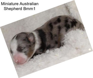 Miniature Australian Shepherd Bmm1