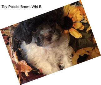 Toy Poodle Brown Wht B