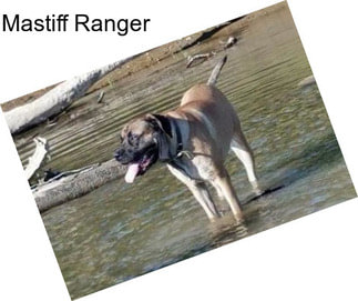 Mastiff Ranger