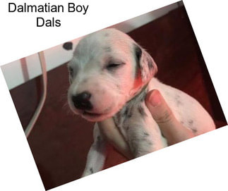 Dalmatian Boy Dals