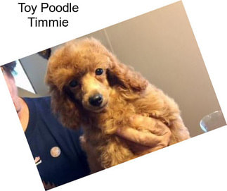 Toy Poodle Timmie