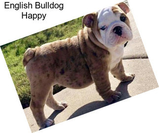 English Bulldog Happy
