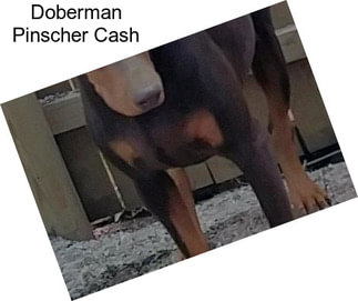 Doberman Pinscher Cash