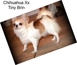 Chihuahua Xx Tiny Brin