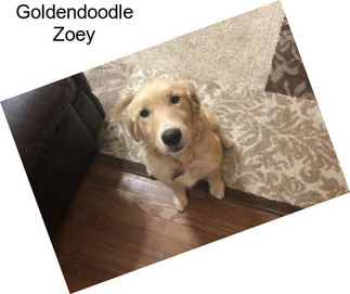 Goldendoodle Zoey