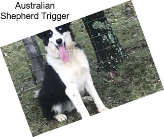 Australian Shepherd Trigger