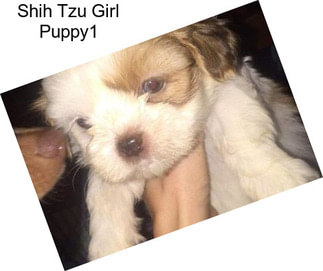 Shih Tzu Girl Puppy1