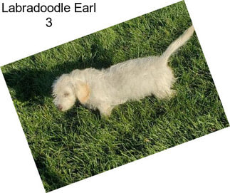 Labradoodle Earl 3