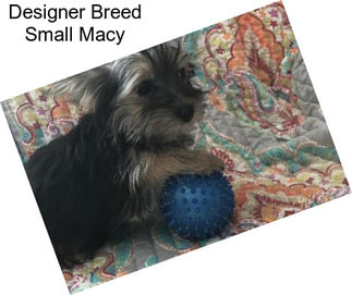 Designer Breed Small Macy