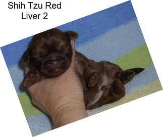 Shih Tzu Red Liver 2