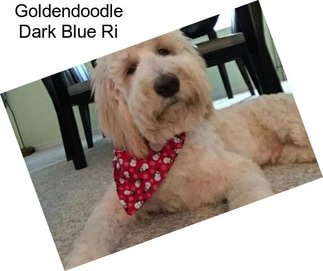 Goldendoodle Dark Blue Ri