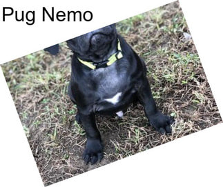 Pug Nemo