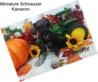 Miniature Schnauzer Kameron