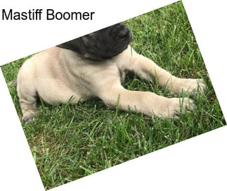Mastiff Boomer