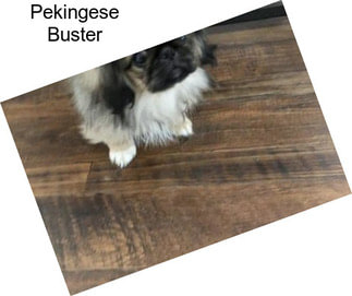 Pekingese Buster