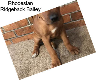 Rhodesian Ridgeback Bailey