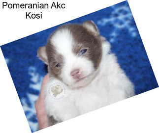 Pomeranian Akc Kosi