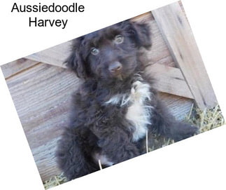 Aussiedoodle Harvey