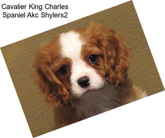 Cavalier King Charles Spaniel Akc Shylers2
