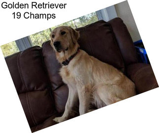 Golden Retriever 19 Champs