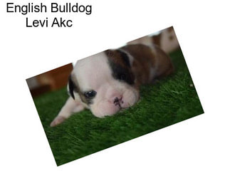 English Bulldog Levi Akc