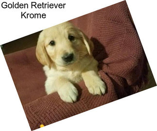 Golden Retriever Krome