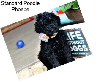 Standard Poodle Phoebe