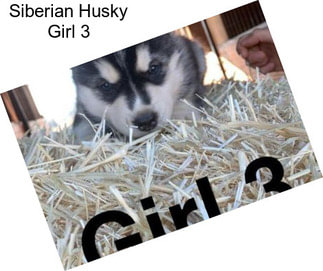 Siberian Husky Girl 3