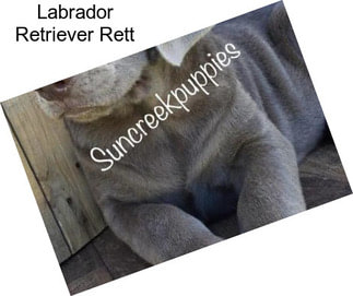 Labrador Retriever Rett