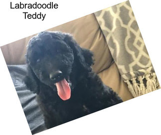 Labradoodle Teddy