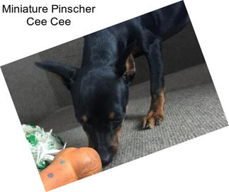 Miniature Pinscher Cee Cee