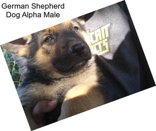 German Shepherd Dog Alpha Male