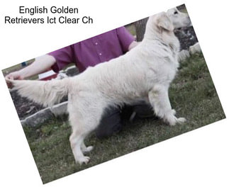 English Golden Retrievers Ict Clear Ch