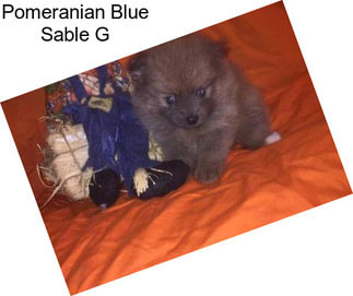 Pomeranian Blue Sable G