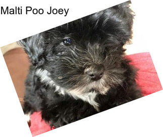 Malti Poo Joey