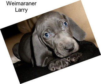 Weimaraner Larry