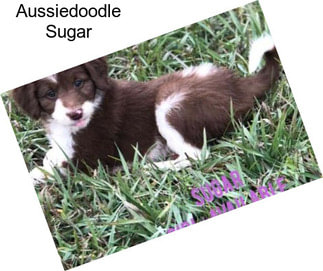 Aussiedoodle Sugar