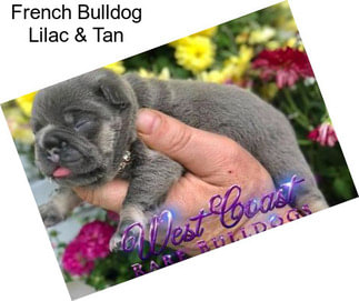 French Bulldog Lilac & Tan