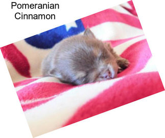 Pomeranian Cinnamon