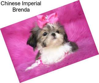 Chinese Imperial Brenda