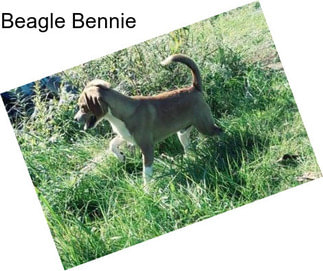 Beagle Bennie