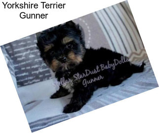 Yorkshire Terrier Gunner