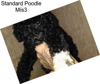 Standard Poodle Mis3
